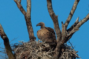 follow the buzzards